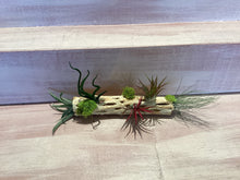 Cholla Wood Container with Air plants Large
