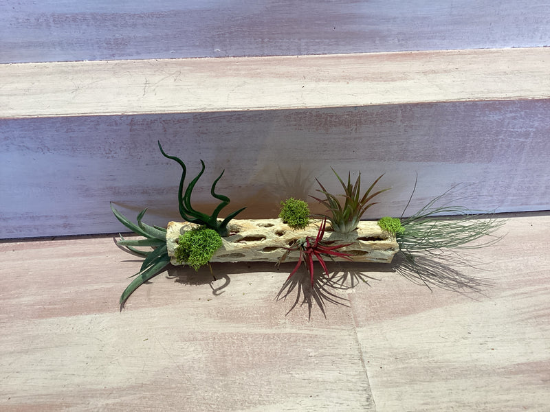 Cholla Wood Container with Air plants Large