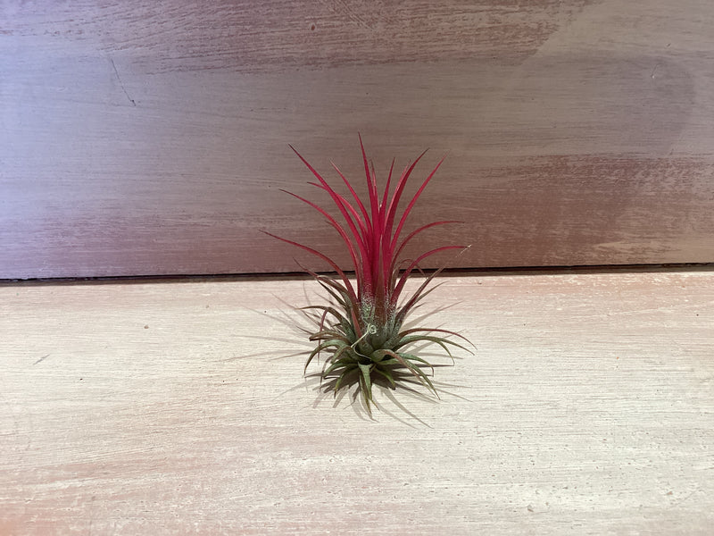 X-Small Air Plant