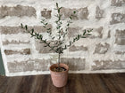 6" Olive Tree in Ceramic Pot