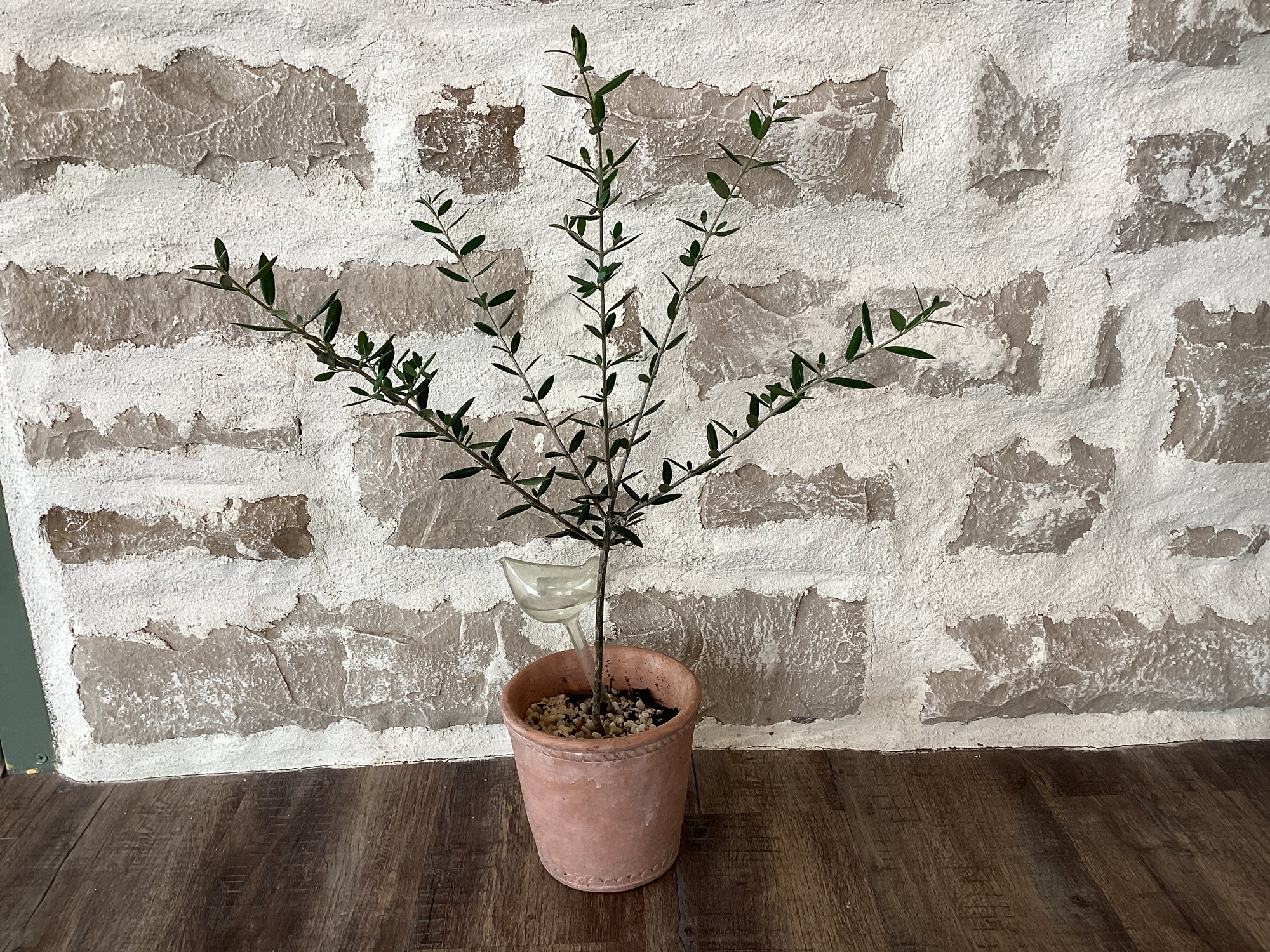 6" Olive Tree in Ceramic Pot