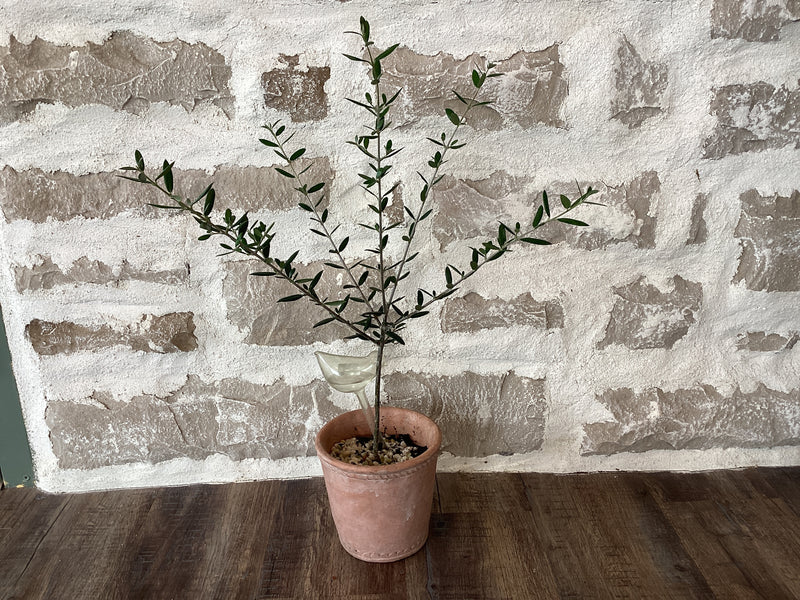 6" Olive Tree in Ceramic Pot