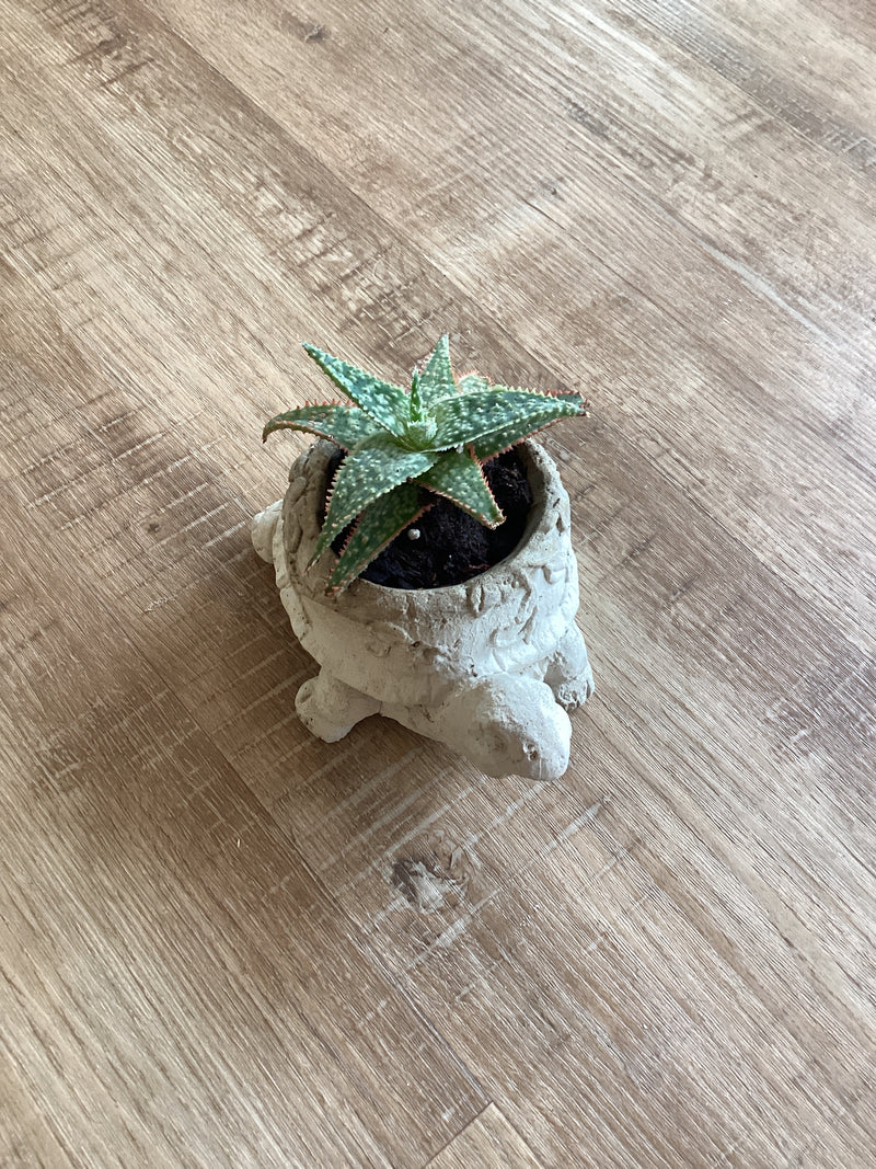 Assorted X-Small Cement  Planter with plant