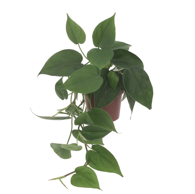 Heartleaf Philodendron 4in