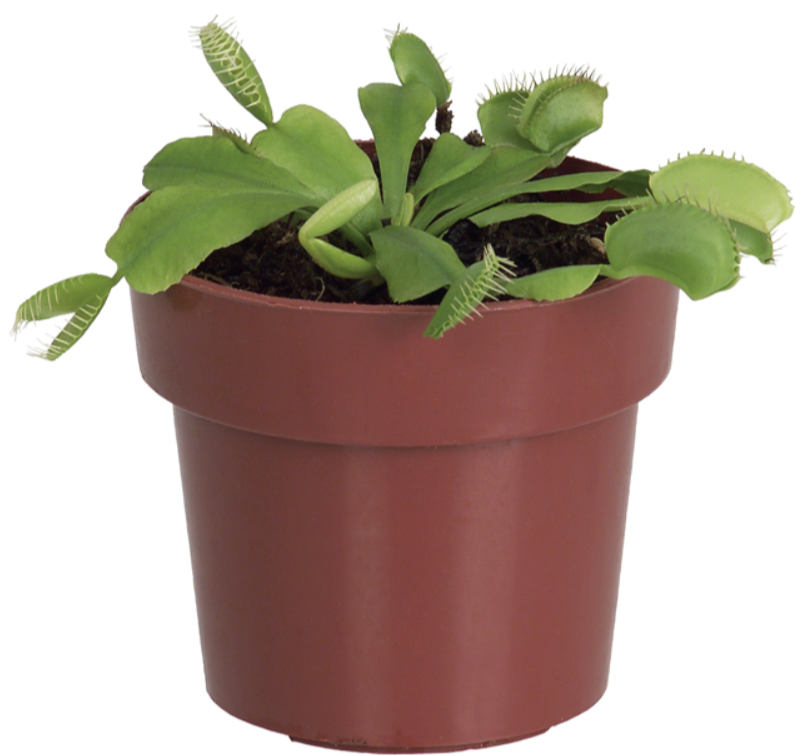 Venus Fly Trap 4in