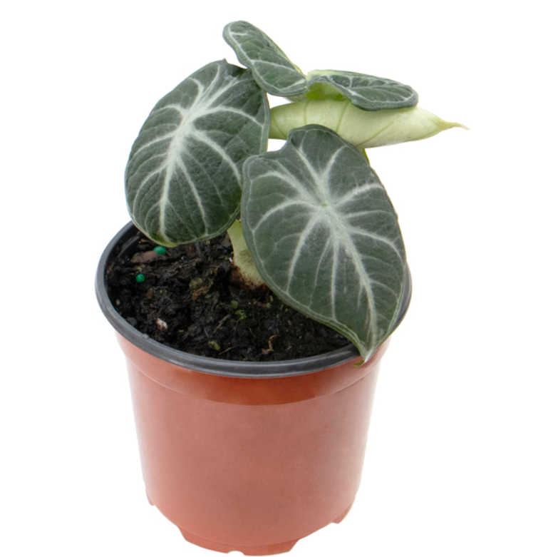 Alocasia Ninja 4in