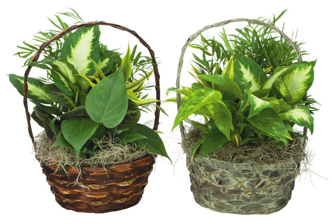 Dish Garden Wicker Assorted 10 inch