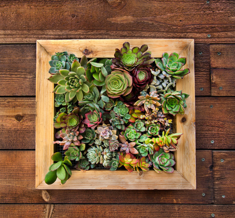 Sphagnum Moss Living Frame.