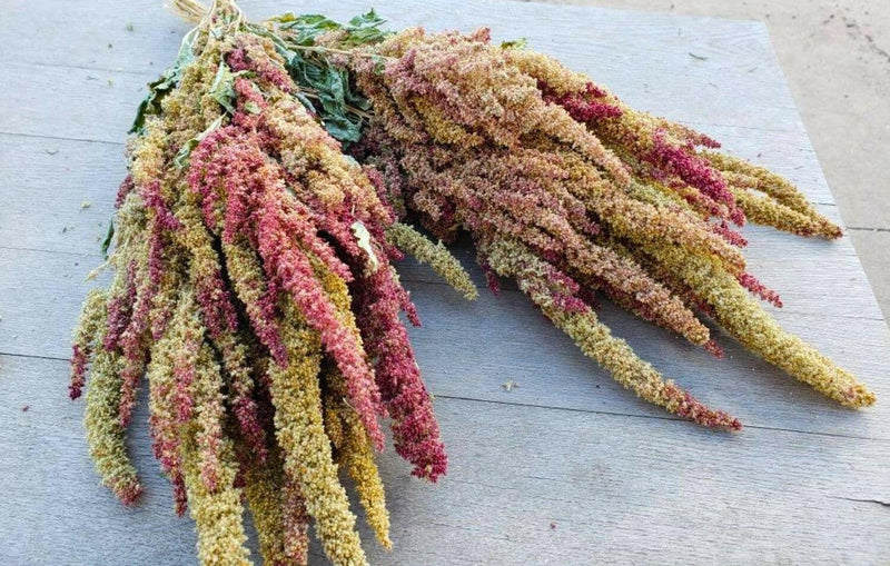 Grain:  Amaranth.