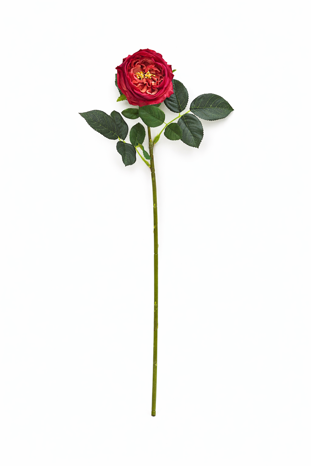 17"Premium Real touch English Austin Cabbage Rose Stem