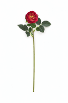 17"Premium Real touch English Austin Cabbage Rose Stem