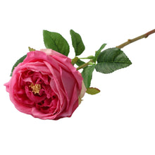 17"Premium Real touch English Austin Cabbage Rose Stem.